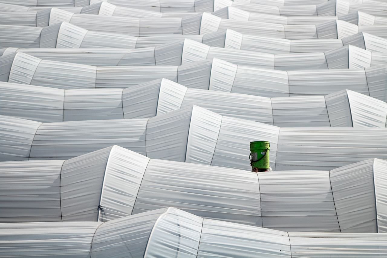 Services Rows of white greenhouse structures with a single green element, showcasing abstract farming patterns.